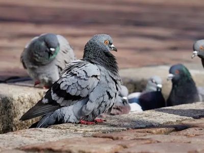 Bird Control In Melbourne