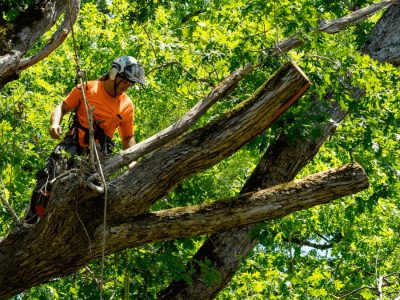 leading providers of tree care solutions in Sherman Oaks, CA